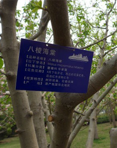 贵州绿化苗木
