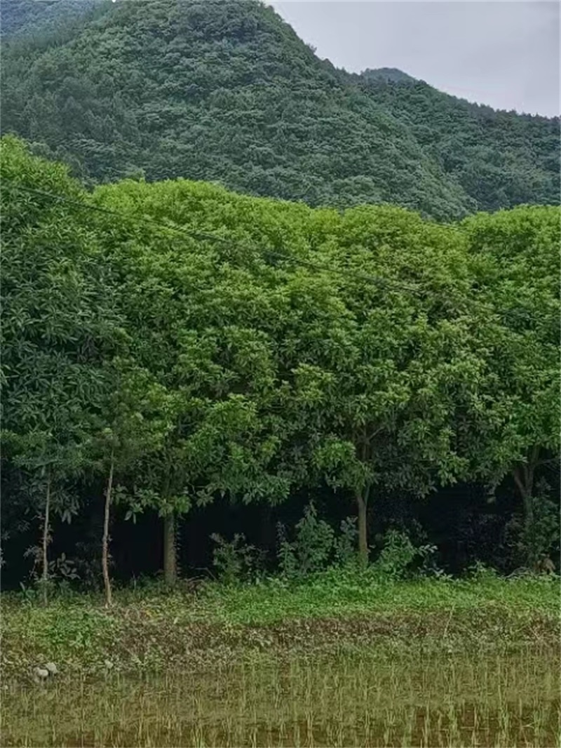 贵州苗圃