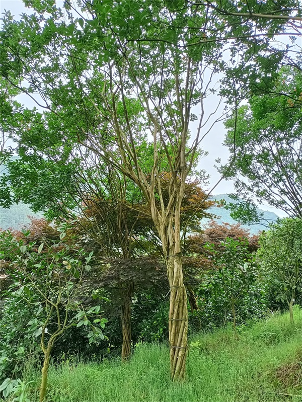 贵州绿化苗木